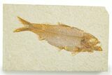Detailed Fossil Fish (Knightia) - Wyoming #355632-1